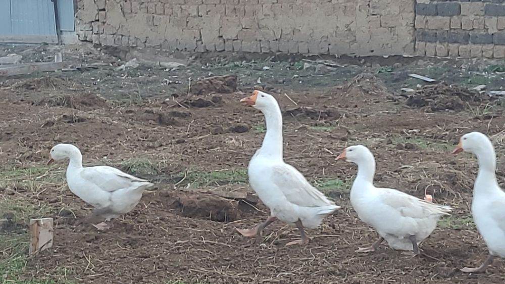 Гусята Серый крупный Линда