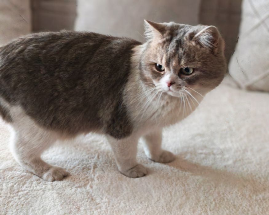 Shinshila mushuk sotiladi