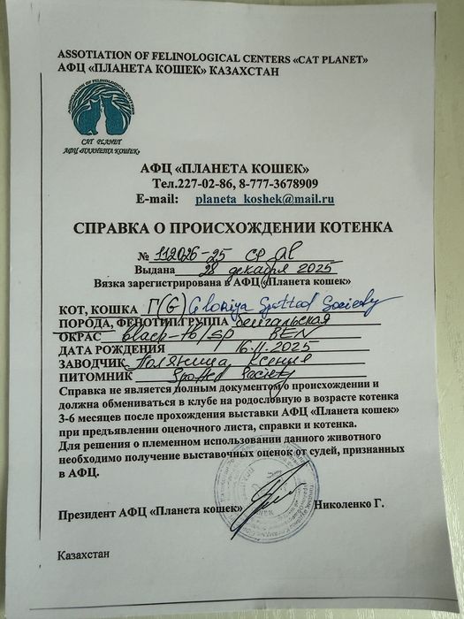 Продается Котенок породы Бенгал