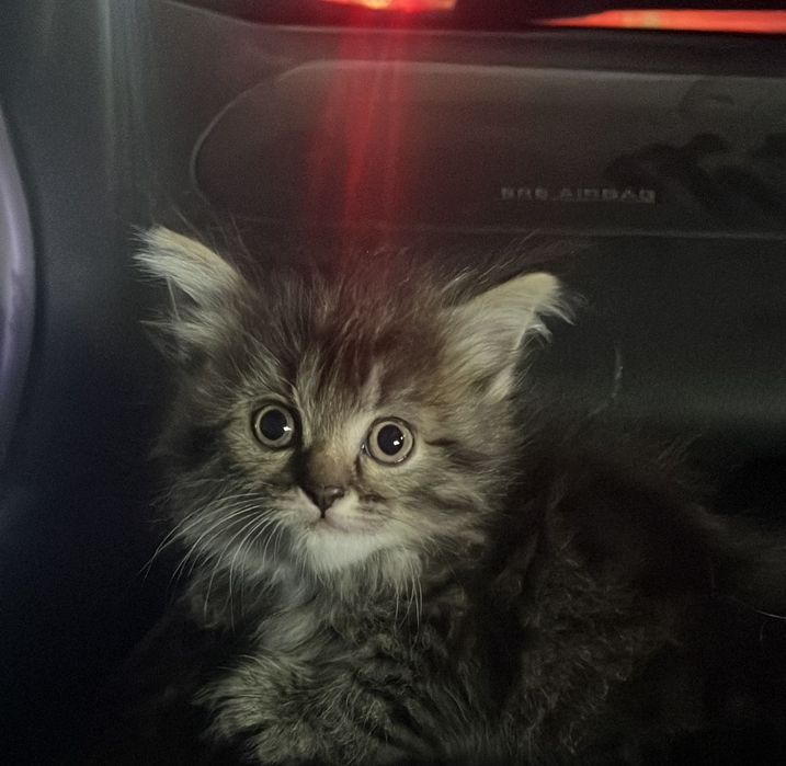 Котята шотландцы, мейн-кун,турецкая Ангора