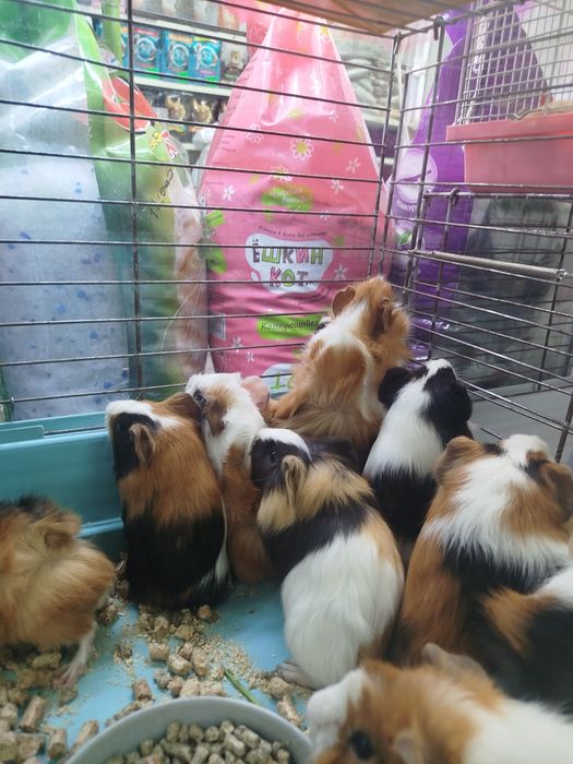 Морские свинки в продаже