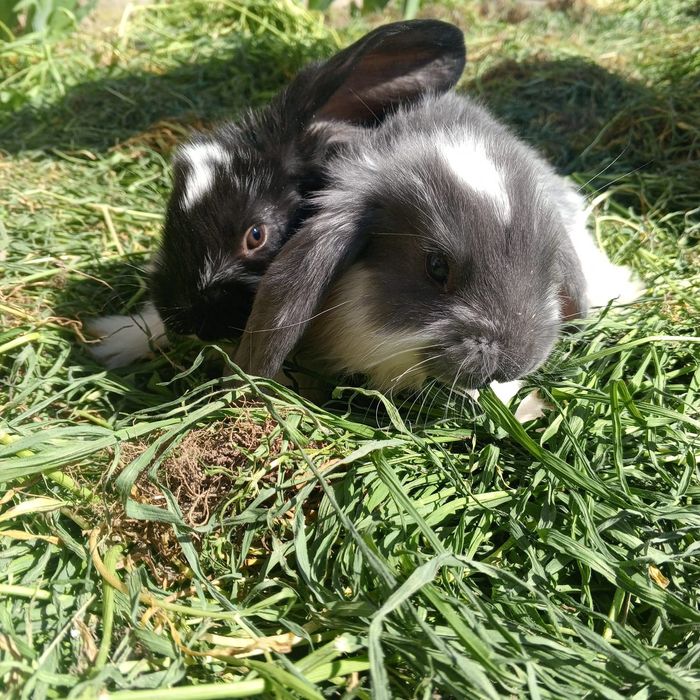 Продаются кролики