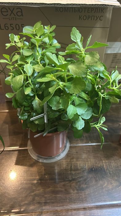 Срочно продается каланхоэ с доставкой