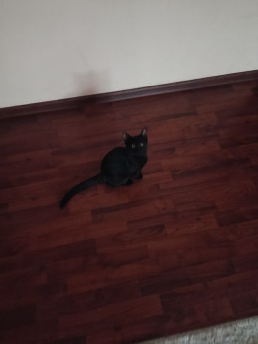 Котята, 5 месяцев, бесплатно, Ташкент