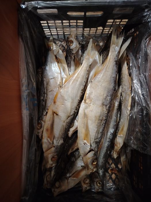 Кепкен балық сатылады ребец, чехня,