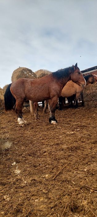 Продам или обмен жеребца