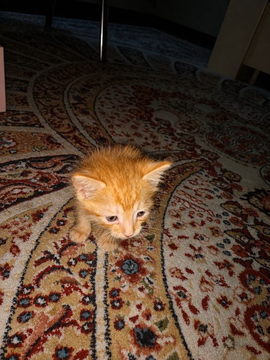 Котёнок бесплатно