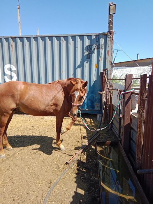 Айгыр сатылады кунанан доненге шыкты