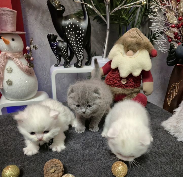 Шотландски котенца