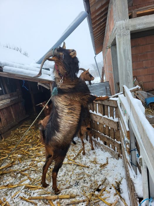 Capre/ țap alpin francez