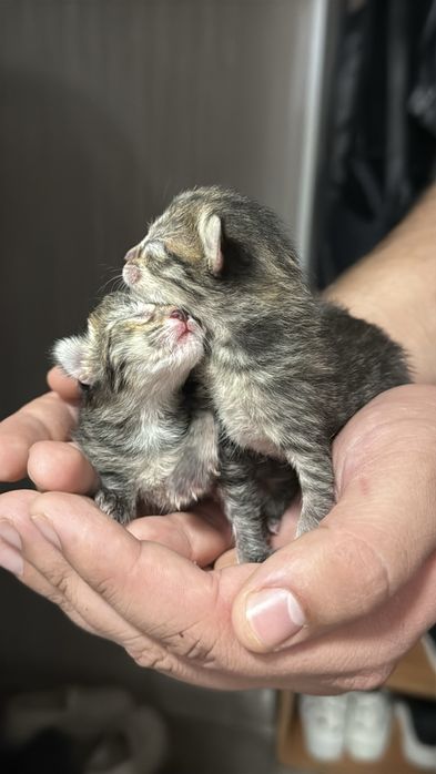 Котята - бесплатно