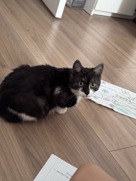 Кошка 5 месяцев девочка