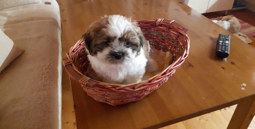 Мъжко кученце порода Ши Тцу