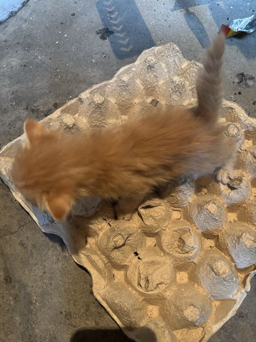 Отдам в хороие руки котят