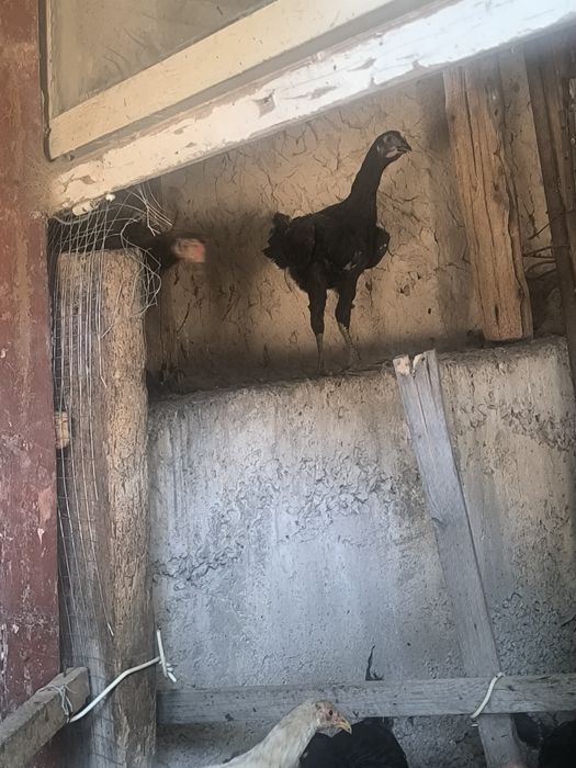 Joʻja xoʻroz va tovuqlar