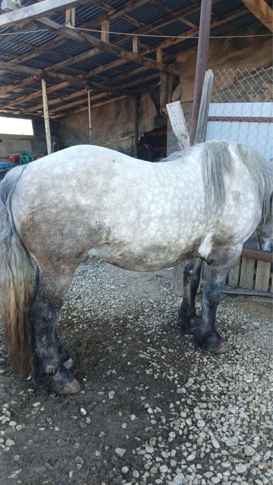 Vand cal in varsta de 5 ani