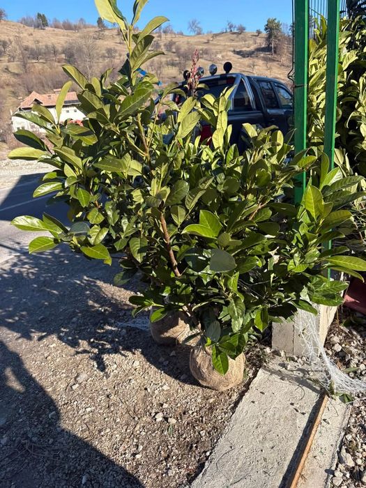 Vând plante ornamentale asiguram transport