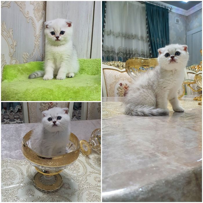 Шотландский скотиш фолд