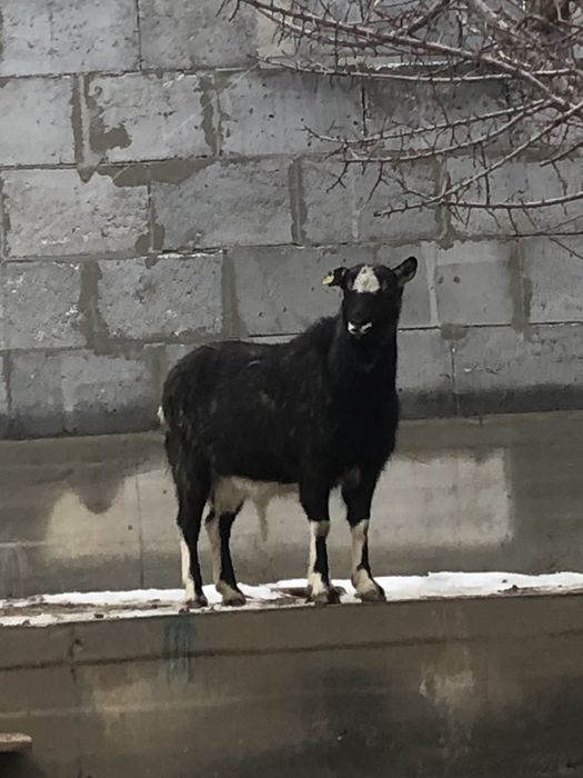 Занен/альпы шатыс буаз ешкі