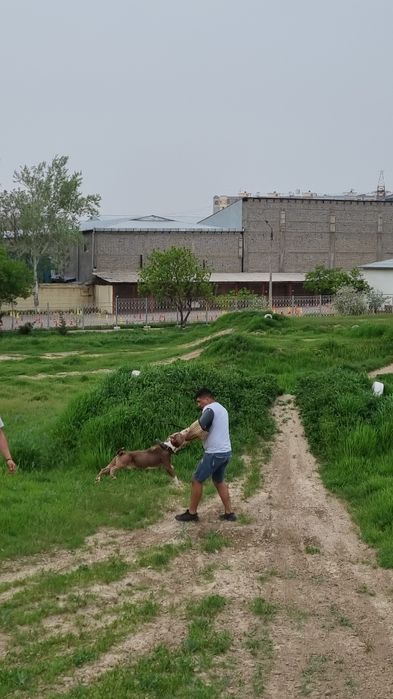 Дрессировка вашего  питомца. Инструктор Кинолог!