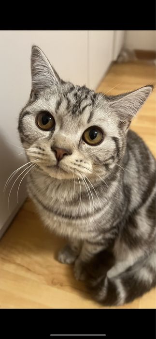 Отдам кота в добрые руки