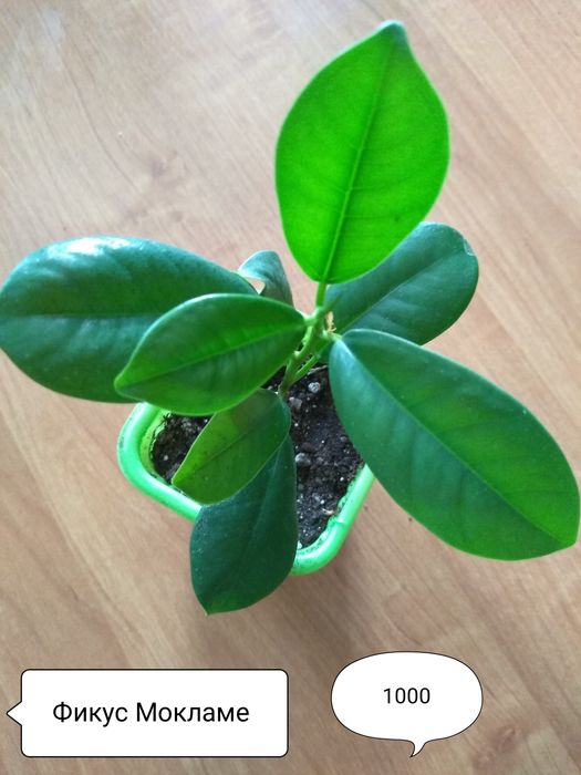 Продам Фикусы разные