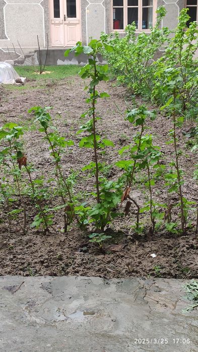 Перечная мята, душистая смородина сорт киргизия