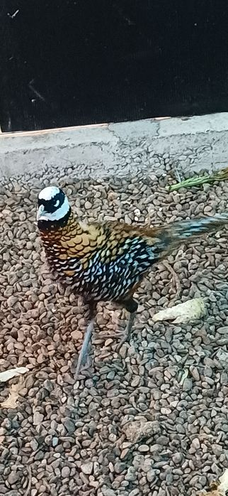 Mascul fazan regal de un an