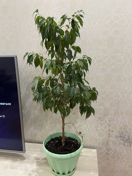 Фикус Бенджамина