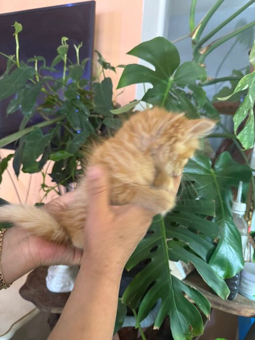 Котята отдам в добрые руки