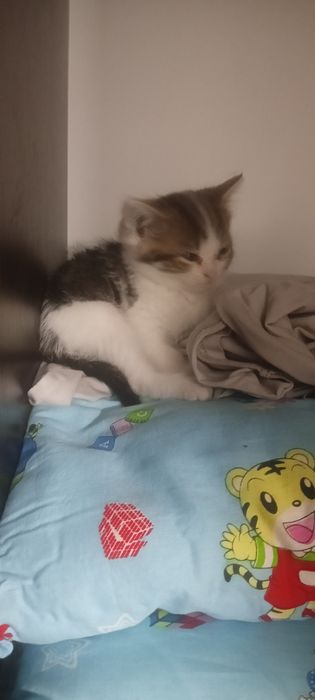Я отдаю кошку бесплатно.