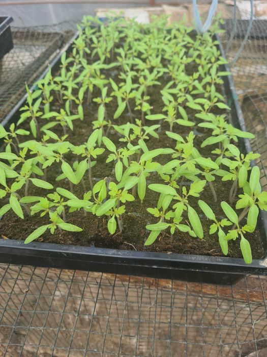 RĂSADURI DE LEGUME – calitate pentru gradina ta