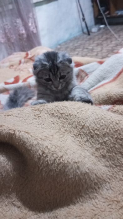Кошечка молодая вислоухая