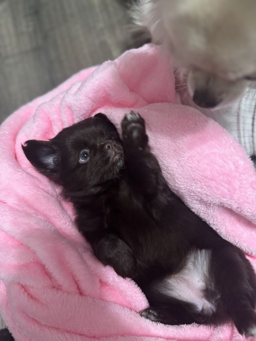 Chihuahua cu par lung