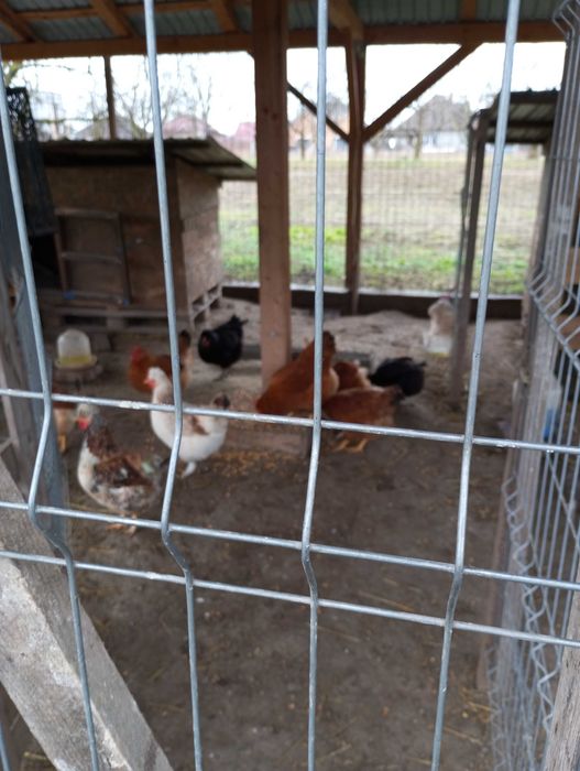 Pui de gaina diferite rase