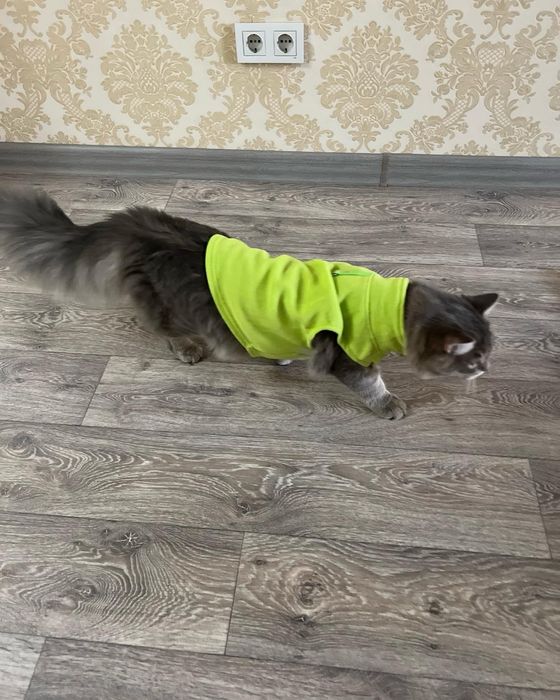 Сибирский кот для вязки