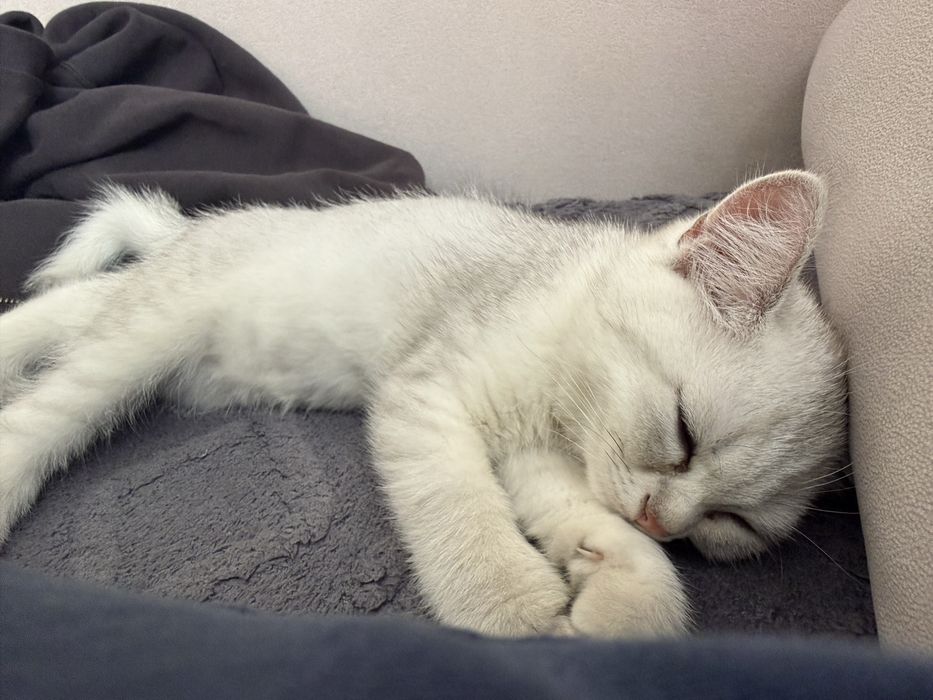 Британский котёнок, мальчик, 2 месяца