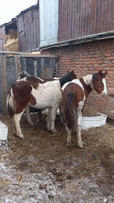 Жабағылар сатылады