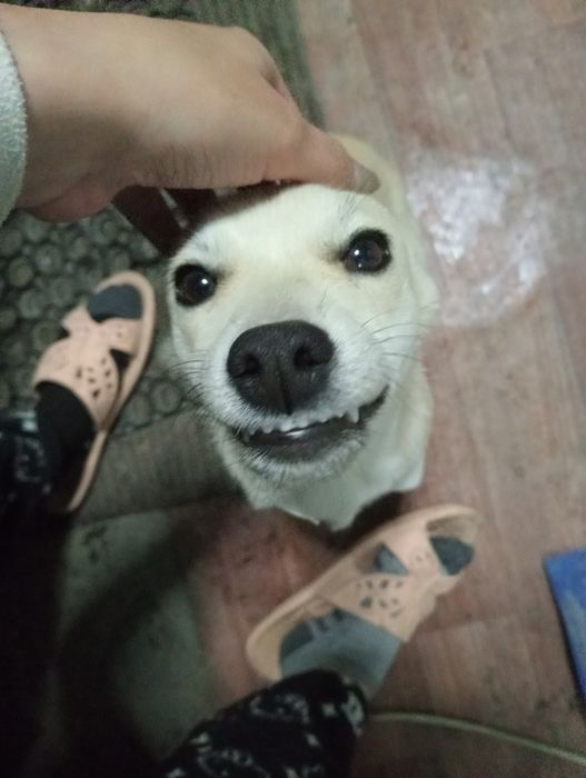 срочно пропала собака