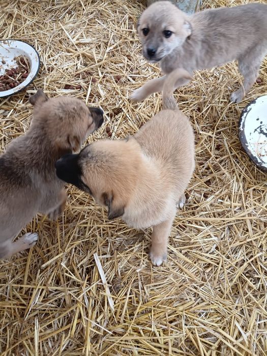 Отдам щенков только в добрые руки.