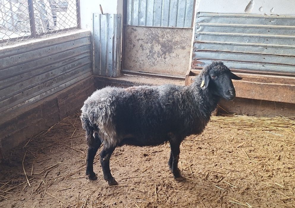 Козылы кои мен буаз кои