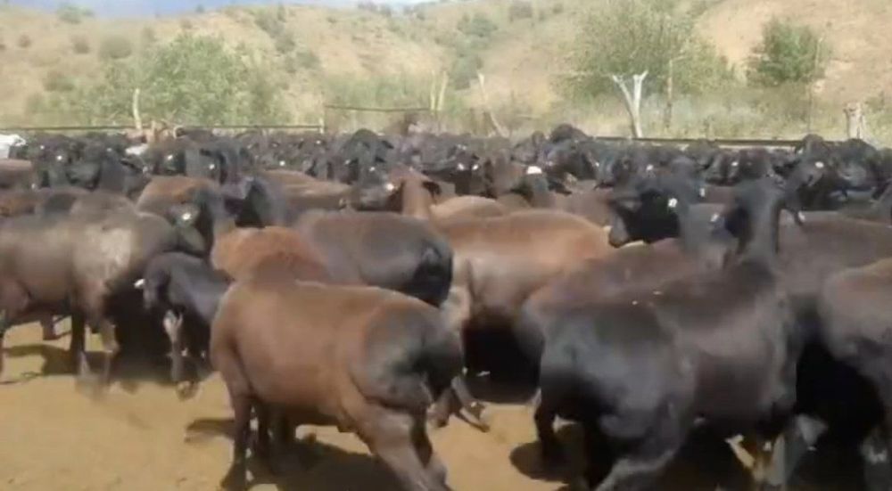 Qoylar bor qoy halol exsonga