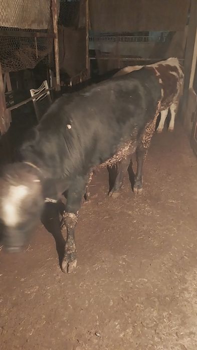 Бычки  опетит хороший