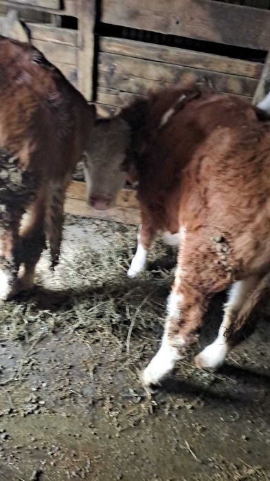 Vitele bălțată germana