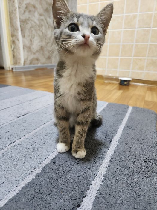 Котёнок в добрые руки