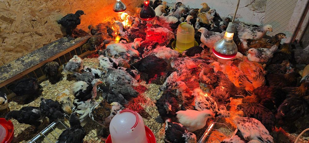 Pui rasă brahma si cochinchina urias