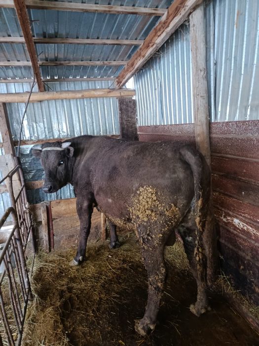 Полтора годовалый бык