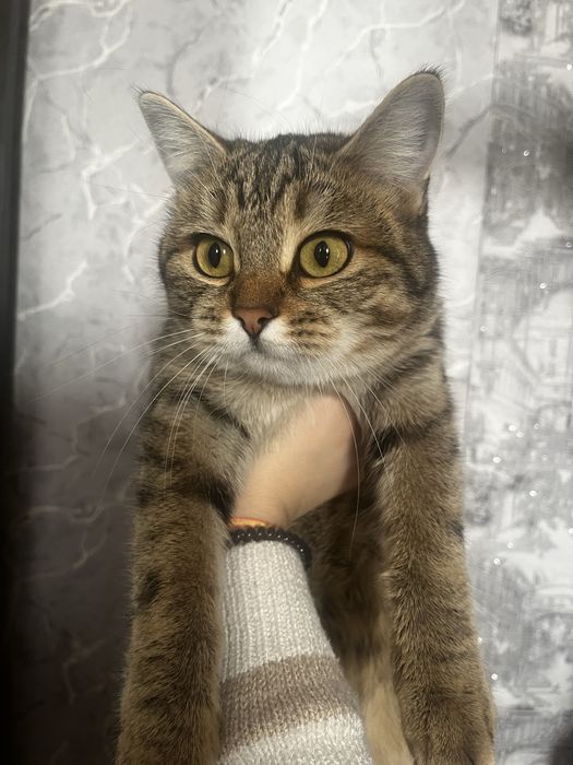 Отдам в добрые руки