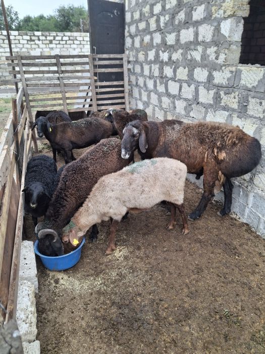 Продам баранов в Актобе