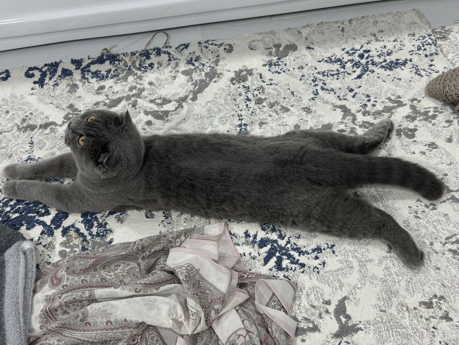 Продается кошка 1год 5 мес ей имья «Маша»